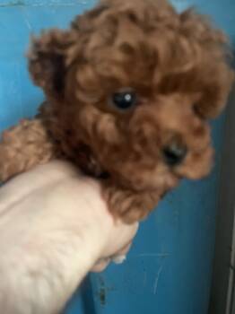 Lucy -  Poodle Dog for Sale in Lafayette, Louisiana - Lucy | PetCurious