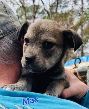Golden Retriever and Mixed Breed Dogs Available for Adoption - Max | PetCurious