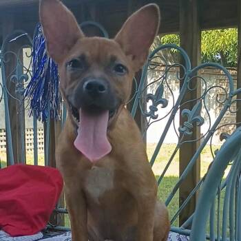 Hugo -  French Bulldog and Mixed Breed Dog for Adoption in Enterprise, Alabama - Hugo | PetCurious