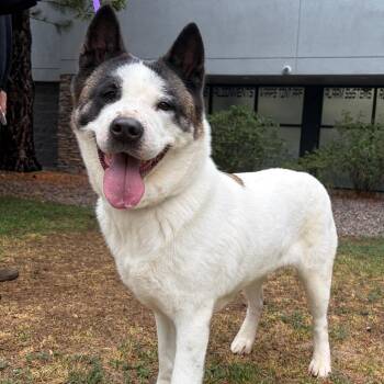 859 (2026) Mama Kiera -  Akita Dog for Adoption in Parker, Colorado - 859 (2026) Mama Kiera | PetCurious