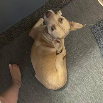 Trixie -  Labrador Retriever and Pit Bull Terrier Dog for Adoption in Bristol, Indiana - Trixie | PetCurious