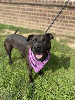 Rescue Pit Bull Terrier Dogs for Adoption in Dickson, Tennessee - Emma | PetCurious