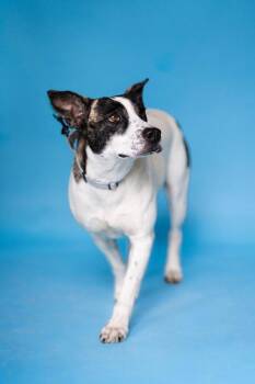 TILLY -  Terrier Dog for Adoption in Pegram, Tennessee - TILLY | PetCurious