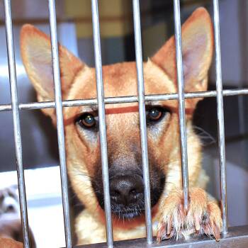 German Shepherd Dog Dogs Available for Adoption - NOVA LEE | PetCurious