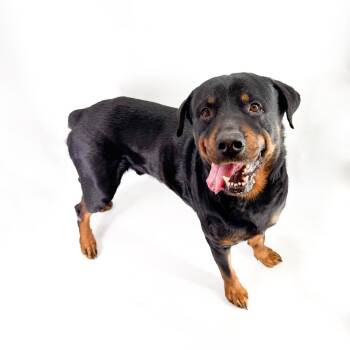 Carl -  Rottweiler Dog for Adoption in Scottsdale, Arizona - Carl | PetCurious