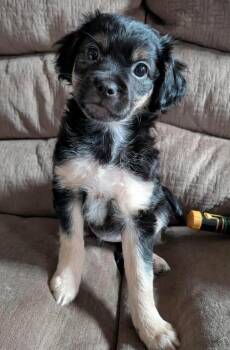 Chihuahua and Terrier Dogs Available for Adoption - Belle | PetCurious