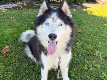 LARS -  Siberian Husky Dog for Adoption in Santa Rosa, California - LARS | PetCurious