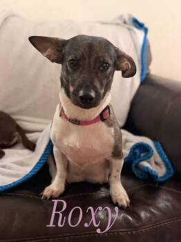 Roxy -  Terrier Dog for Adoption in Manhattan, Kansas - Roxy | PetCurious
