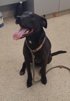 Mixed Breed Dogs Available for Adoption in Lafayette, Indiana - Daisy | PetCurious