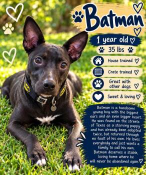 Batman -  Labrador Retriever and American Bully Dog for Adoption in Fort Worth, Texas - Batman | PetCurious