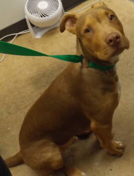 Rescue Pit Bull Terrier Dogs for Adoption in Lawrenceville, Georgia - Pen 166 Kane | PetCurious