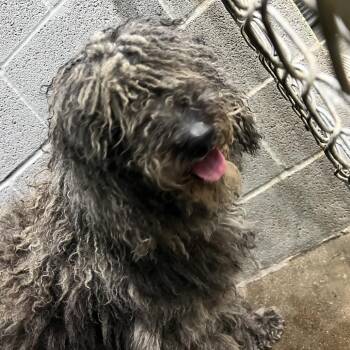 Mixed Breed and Standard Poodle Dogs Available for Adoption - Gigi | PetCurious