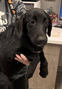 Ginny -  Labrador Retriever and Mixed Breed Dog for Adoption in Kansas City, Missouri - Ginny | PetCurious