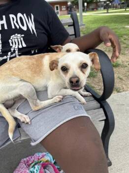Terrier Dogs Available for Adoption in San Antonio, Texas - MAC | PetCurious