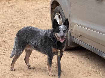Australian Cattle Dog Blue Heeler Dogs Available for Adoption in South Hempstead, New York - Haley | PetCurious