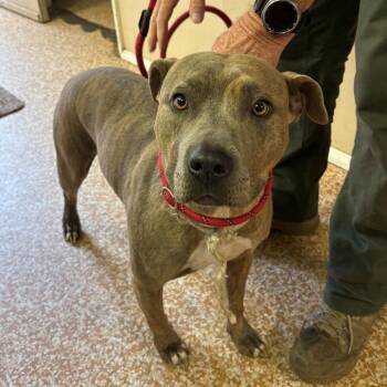 Xena -  Pit Bull Terrier Dog for Adoption in Chehalis, Washington - Xena | PetCurious