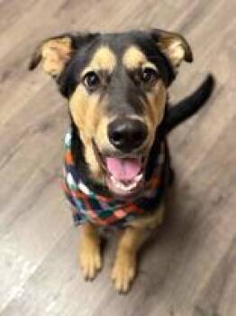 Danny -  German Shepherd Dog Dog for Adoption in Steamboat Springs, Colorado - Danny | PetCurious