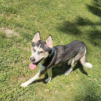 Husky Dogs Available for Adoption in Benton Harbor, Michigan - Maggie | PetCurious