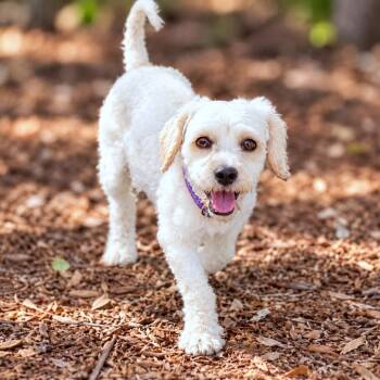 Princeton -  Cockapoo and Poodle Dog for Adoption in Boerne, Texas - Princeton | PetCurious
