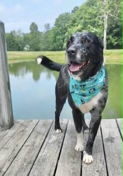 Pittsburgh -  Australian Shepherd Dog for Adoption in Manchester, Connecticut - Pittsburgh | PetCurious