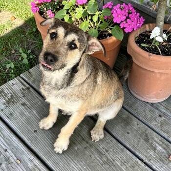 Terrier Dogs Available for Adoption - Chico | PetCurious