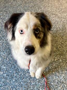 Australian Shepherd Dogs Available for Adoption in Carson City, Nevada - Spatter | PetCurious
