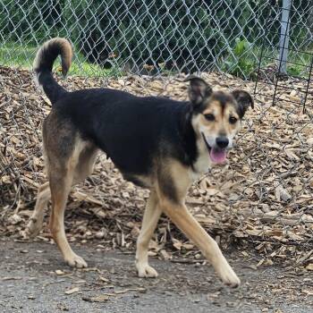 Beatrice -  Shepherd and Beagle Dog for Adoption in Ringwood, New Jersey - Beatrice | PetCurious