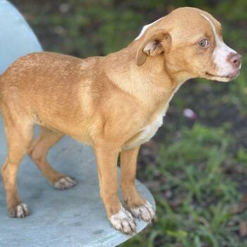Little Willow -  Boston Terrier Dog for Adoption in Lucas, Texas - Little Willow | PetCurious