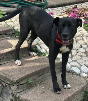 Kata -  Black Labrador Retriever Dog for Adoption in San Francisco, California - Kata | PetCurious