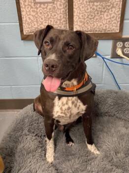 Rescue Black Labrador Retriever Dogs for Adoption in Mount Pleasant, South Carolina - Sid | PetCurious