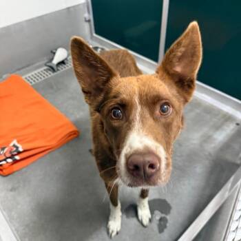 Ammon- Pierre -  Border Collie Dog for Adoption in Idaho Falls, Idaho - Ammon- Pierre | PetCurious