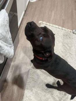 Rescue Labrador Retriever and Mixed Breed Dogs for Adoption in Brunswick, Georgia - WALKER | PetCurious