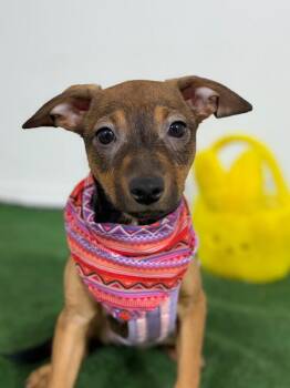 Labrador Retriever and German Pinscher Dogs Available for Adoption in Carlsbad, California - Marla | PetCurious