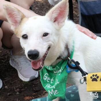 Zinni -  Terrier Dog for Adoption in Washington, District Of Columbia - Zinni | PetCurious