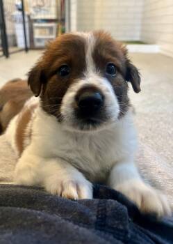 Retriever and Australian Shepherd Dogs Available for Adoption - Benson | PetCurious