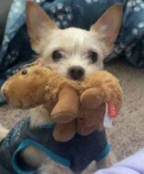 Peanut -  Yorkshire Terrier and Chihuahua Dog for Adoption in West Chester, Pennsylvania - Peanut | PetCurious