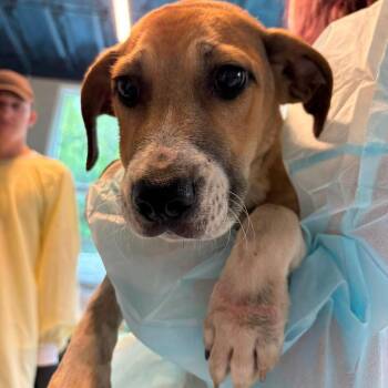 Tumeric -  Mixed Breed Dog for Adoption in Huntington, West Virginia - Tumeric | PetCurious