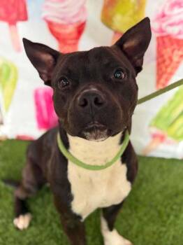 Porky -  Mixed Breed Dog for Adoption in Wayne, New Jersey - Porky | PetCurious