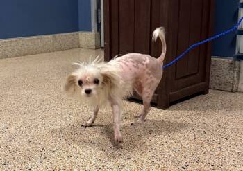 Rescue Xoloitzcuintli Mexican Hairless Dogs for Adoption in Doral, Florida - CLAUDIA | PetCurious