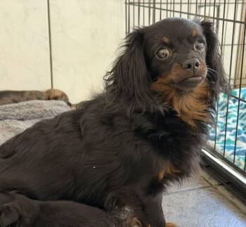 Mama D and puppies -  Chihuahua and Dachshund Dog Available for Adoption in Canutillo, Texas - Mama D And Puppies | PetCurious