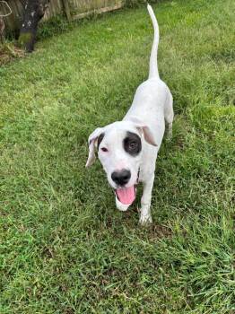 Phantom -  Mixed Breed Dog for Adoption in Wando, South Carolina - Phantom | PetCurious