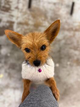 Rescue Yorkshire Terrier Dogs for Adoption in Baldwin, Maryland - Robin | PetCurious
