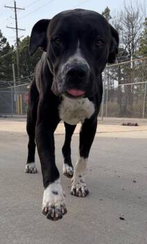 Pit Bull Terrier and Boxer Dogs Available for Adoption - Randy | PetCurious