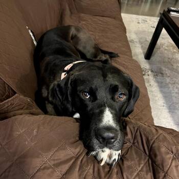 Labrador Retriever and Mixed Breed Dogs Available for Adoption in Fayetteville, Arkansas - Nya | PetCurious