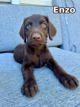 Enzo -  Doberman Pinscher and Labradoodle Dog for Adoption in Elburn, Illinois - Enzo | PetCurious