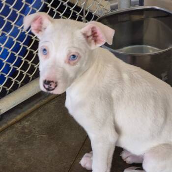 Mixed Breed Dogs Available for Adoption - Aspen | PetCurious