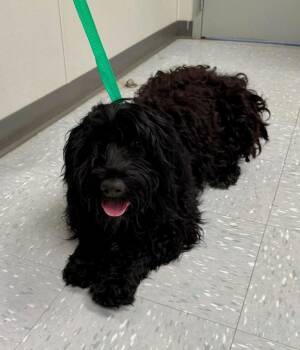 Portuguese Water Dog Dogs Available for Adoption in New Philadelphia, Ohio - Asuka | PetCurious
