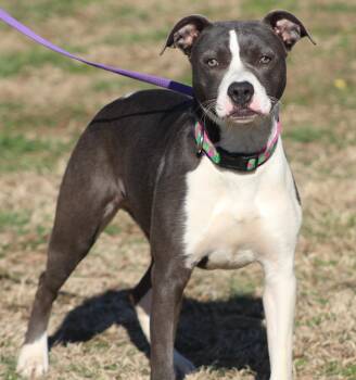 Terrier Dogs Available for Adoption in Conway, Arkansas - Jillian | PetCurious