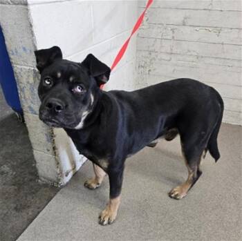 EMMET -  Rottweiler and Mixed Breed Dog for Adoption in San Bernardino, California - EMMET | PetCurious