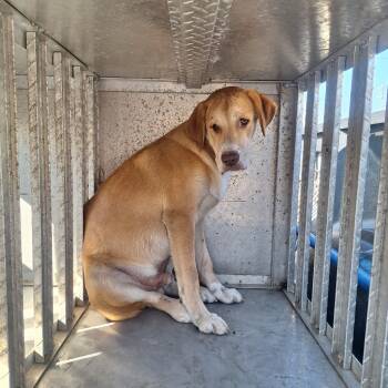 Rescue Hound Dogs for Adoption in Gautier, Mississippi - Shy | PetCurious